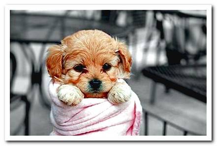 drying a puppy