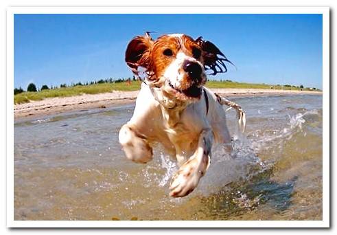 dog bathing on the beach