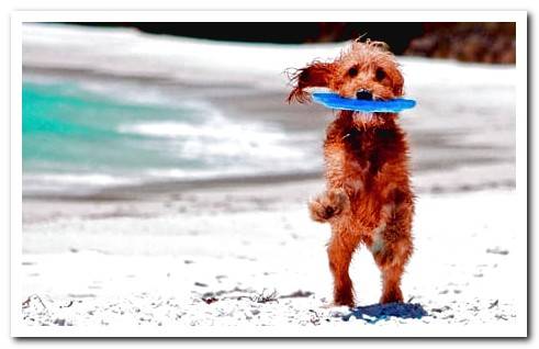 dog playing on the beach