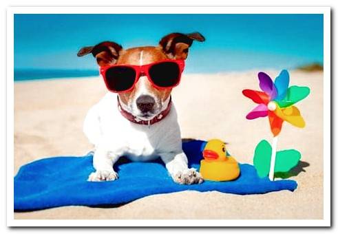 dog sunbathing on the beach