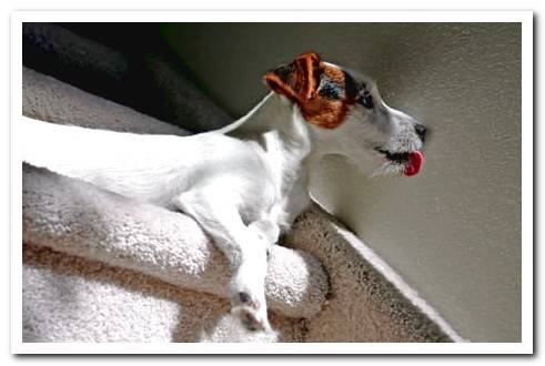 Does your dog lick the walls or eat them? Reasons and solutions