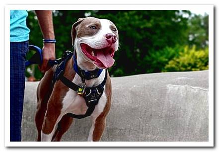 dog enjoying the park