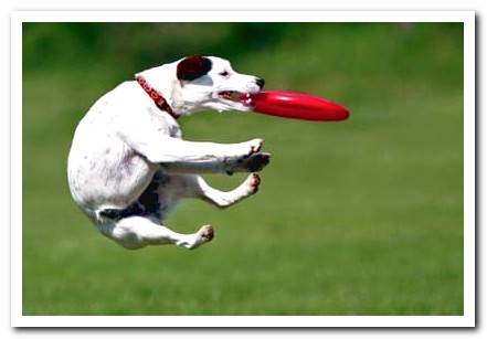 dog with frisbee