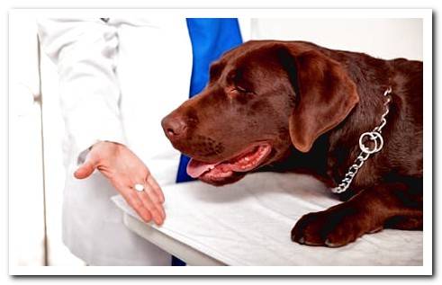 dog taking pill against parasites