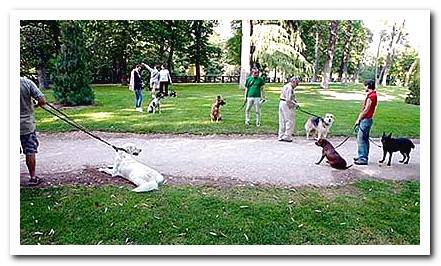 dog park