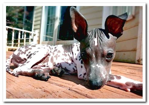 puppy in the sun