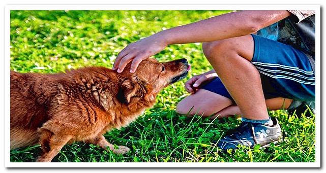 Person stroking a dog with his hand