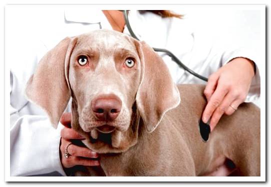 dog going through a vet checkup