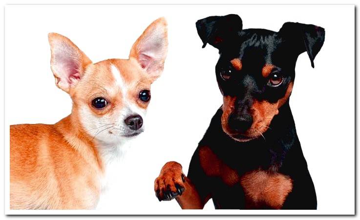 pinscher-and-chihuahua
