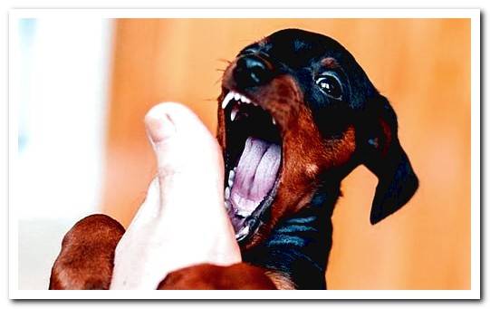 pinscher biting