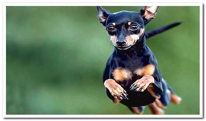 mini pinscher