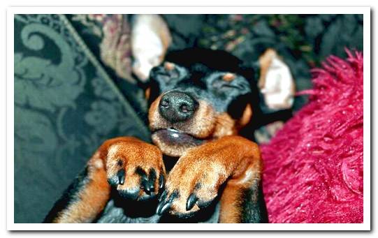 pinscher sleeping