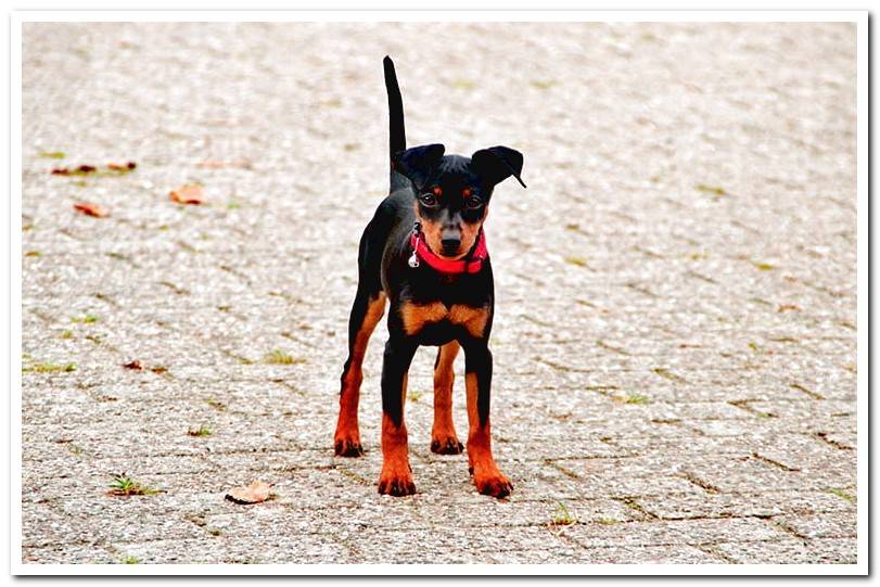 doberman pinscher mini