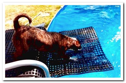 pool dog ramp
