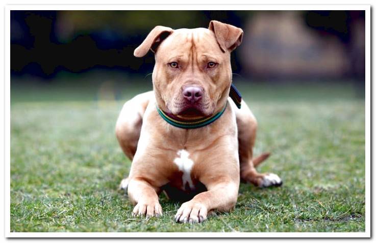 dog-pitbull-waiting-for-an-order