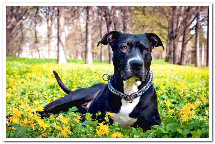 pit bull dog lying in the garden