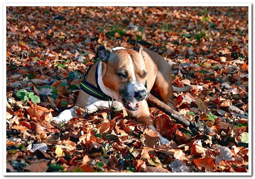 American Pitbull playing before training