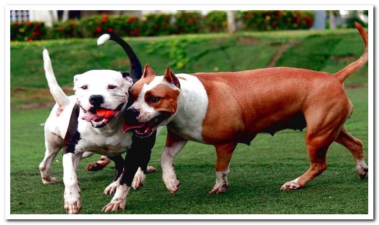 pitbull dogs socializing