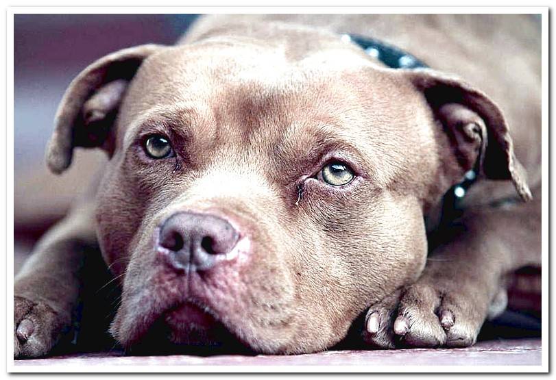 pitbull dog