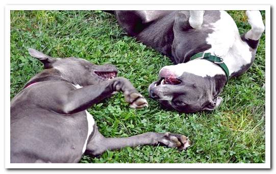 pitbull dogs playing