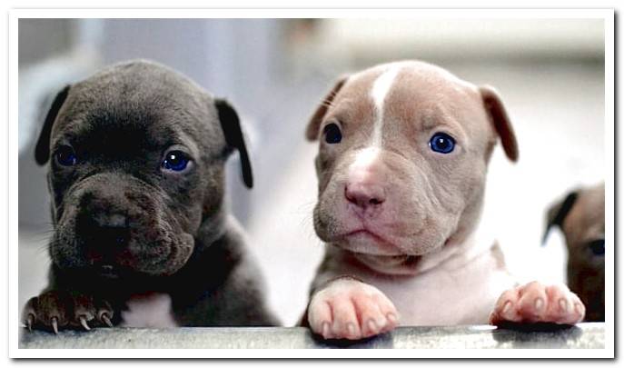 different types of pit bull
