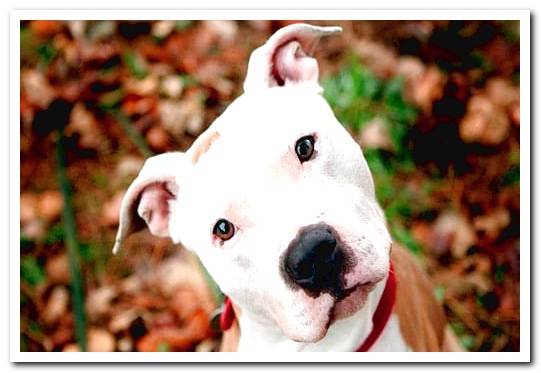 pitbull puppy