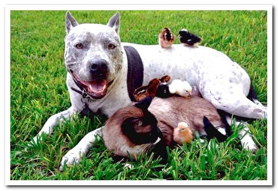 Pitbull with other animals