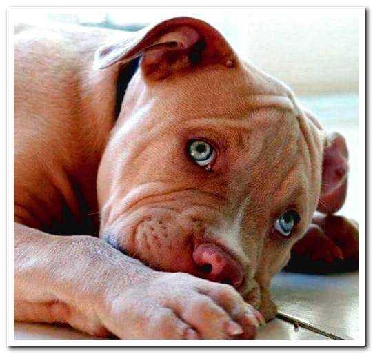 Pitbull Dogs Temperament