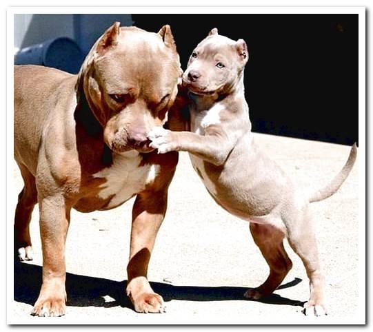 pit bull dog with his puppy