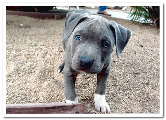 pitbull blue puppy