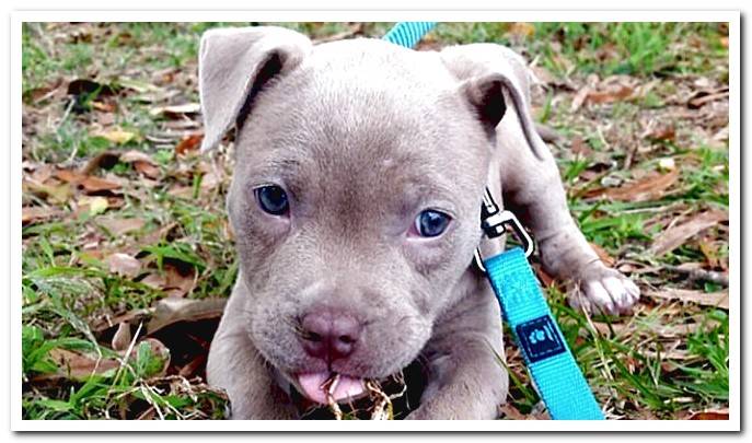 pit bull puppy