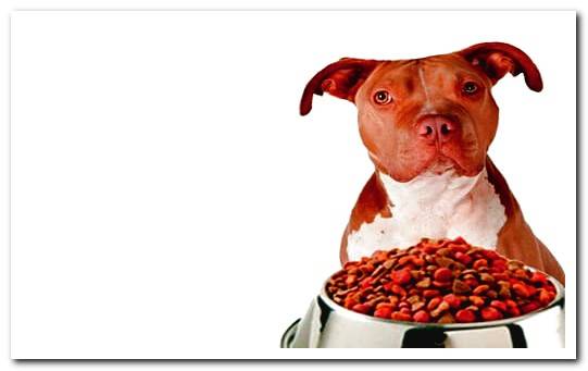 American Pitbull terrier with a bowl of food
