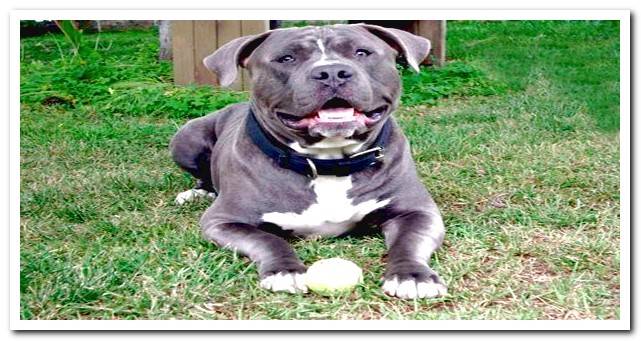 Pitbull blue playing with the ball