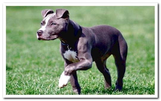 Blue nose Pitbull