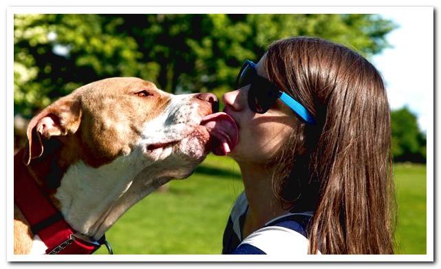 Pitbull colby licking its owner