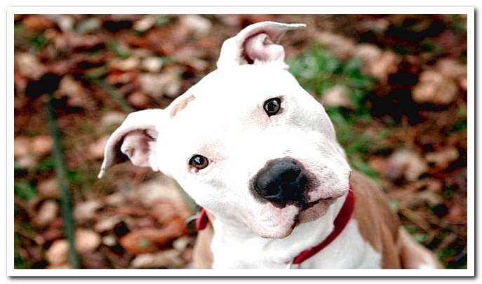 pitbull dog