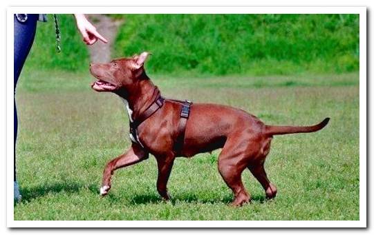 training session of a pit bull