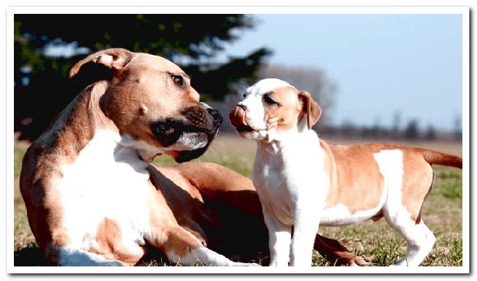 pitbull dog with puppy