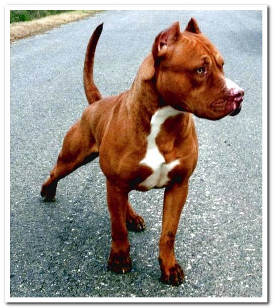 pitbull terrier dog red nose