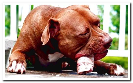 pit bull eating a bone