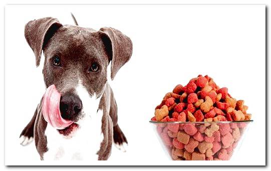 american pitbull terrier eating a raw bone