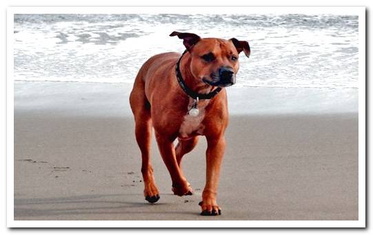 pitbull dog playing on the beach