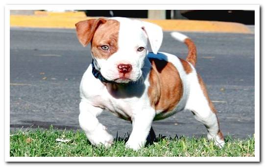 pitbull puppy walking