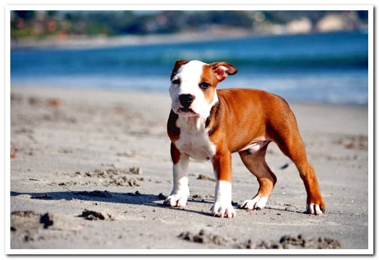 pitbull-puppy