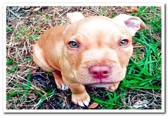 red nose pitbull puppy