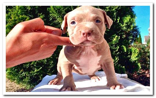 Pitbull puppy with few weeks of life