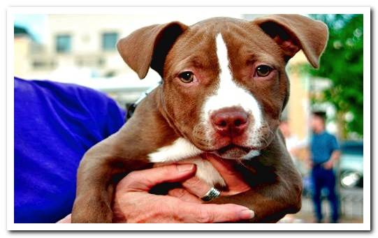 American Pitbull Terrier puppy