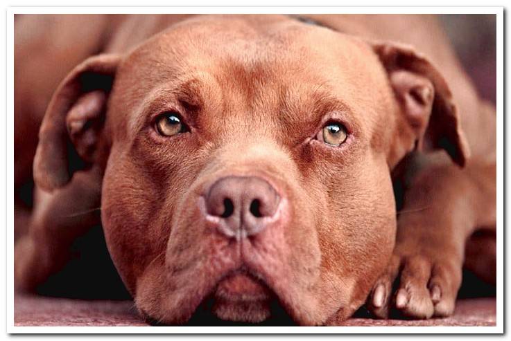 pitbull-red-nose