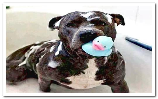 pitbull dog in the shower