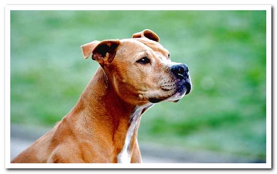 pitbull dog watching